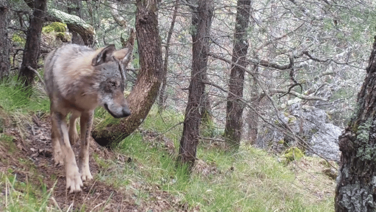 Des loups en Provence une réalité avec laquelle il faut vivre Marsactu