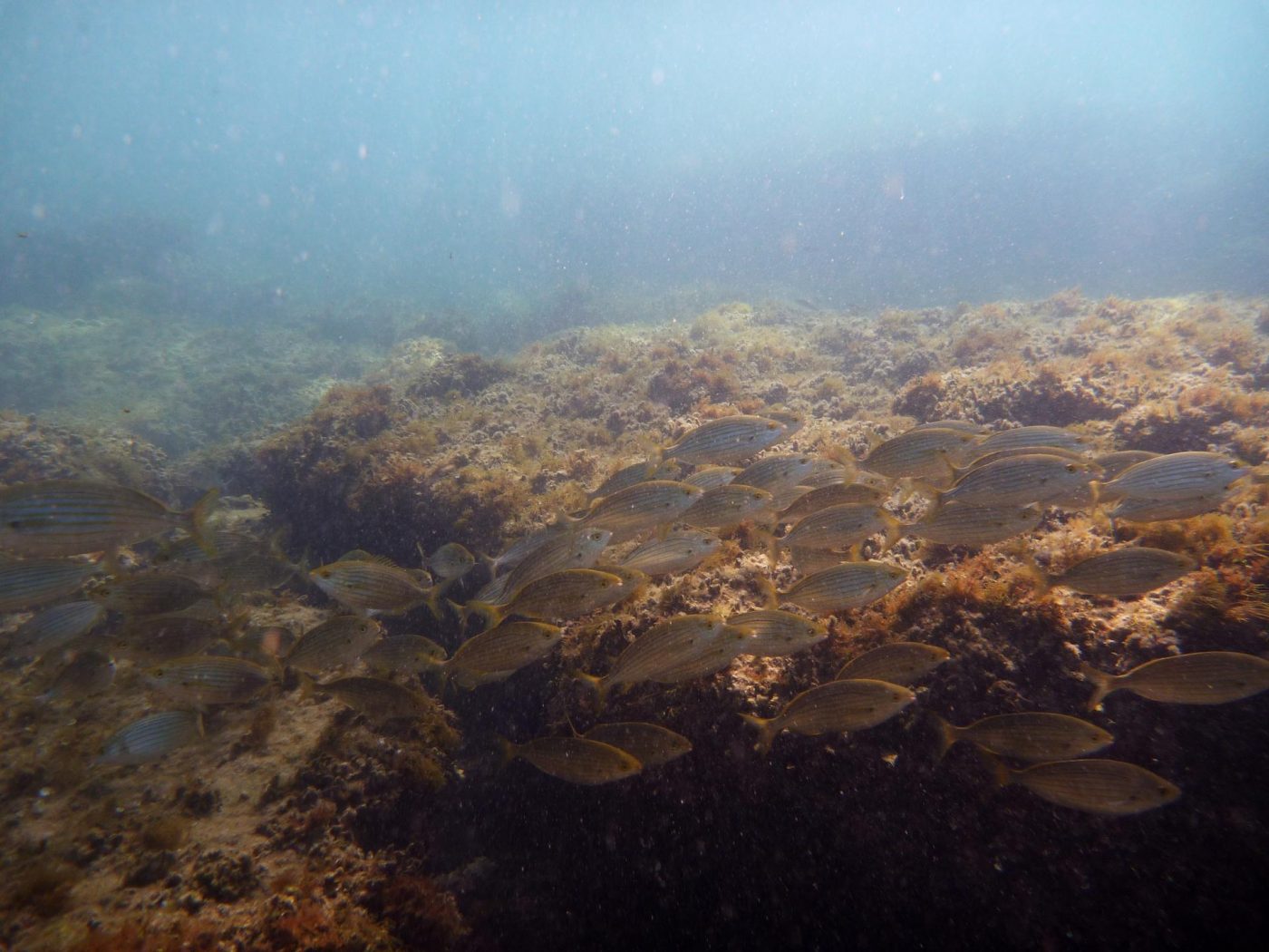 Les prémices d'un "plan d'action pour la Méditerranée"