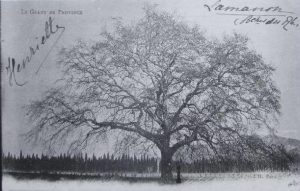 Carte postale qui date probablement du classement de l'arbre aux sites et monuments naturels, en 1918