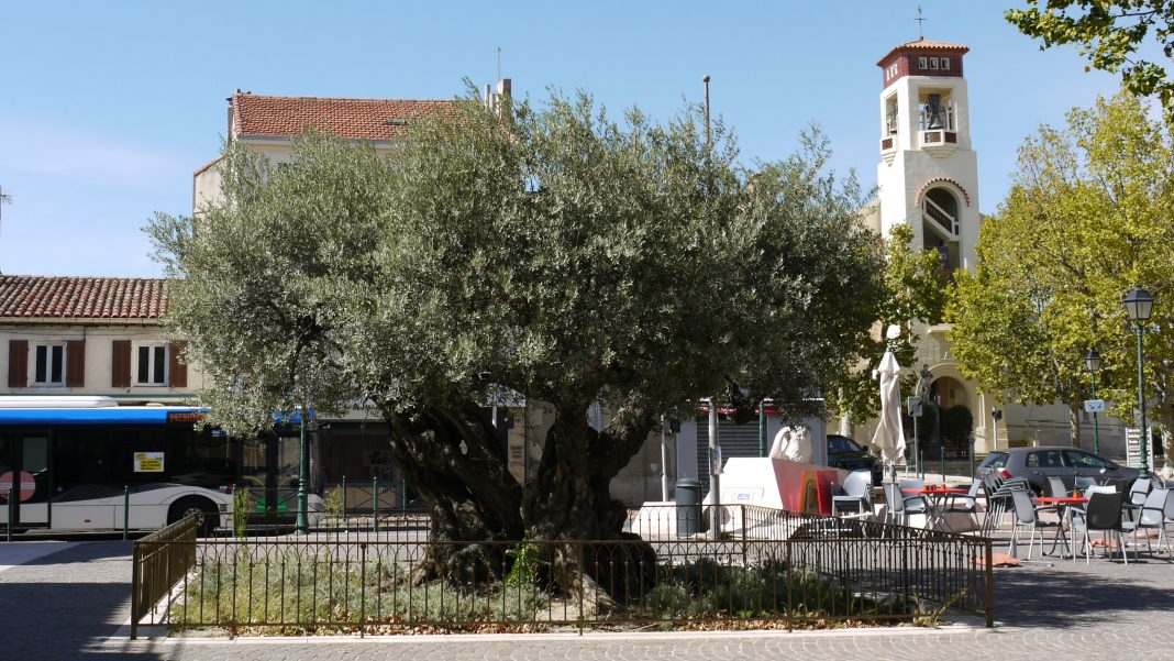 [Vieilles branches] PlandeCuques s'enracine en Provence avec des