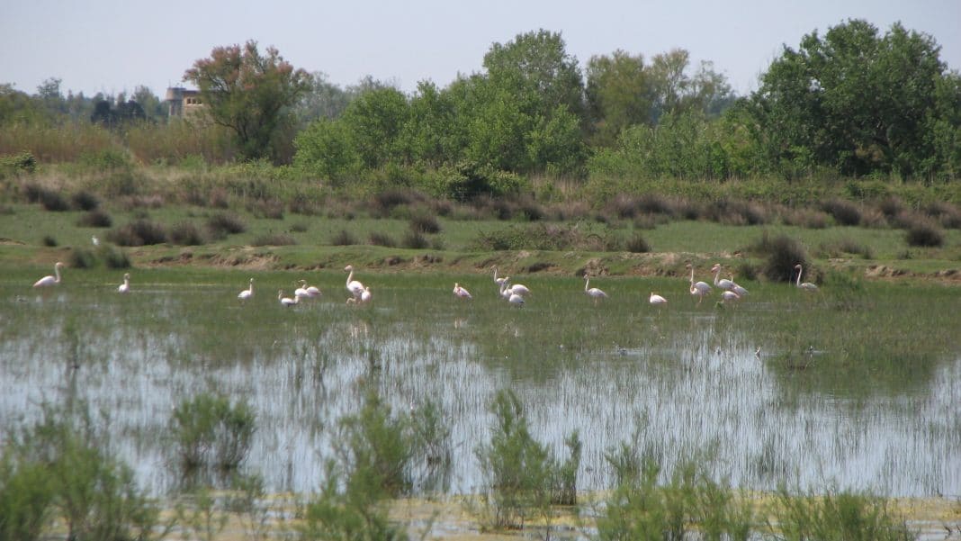 Réserve Naturelle Nationale Des Marais Du Vigueirat Avis