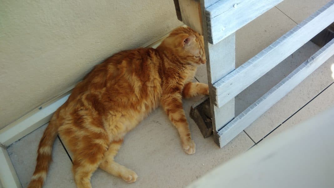 mano-illu-chat