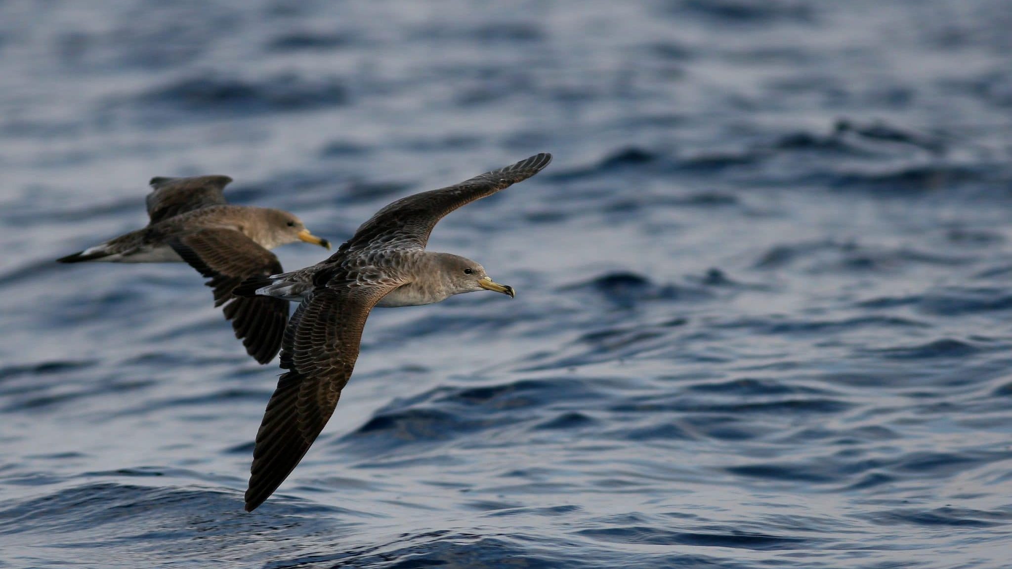 Puffins de Scopoli. Crédits photo : Jean Patrick Durand – Parc national des Calanques