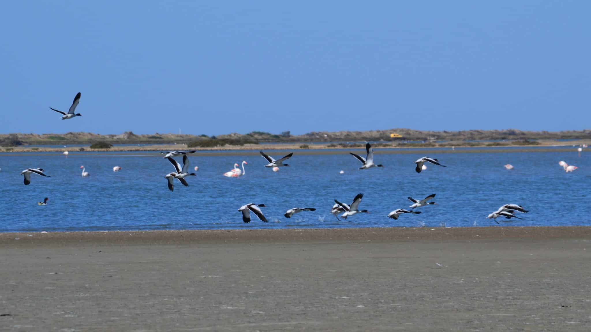 Envol de tadornes dans les étangs des salins de Camargue. Photo : PID