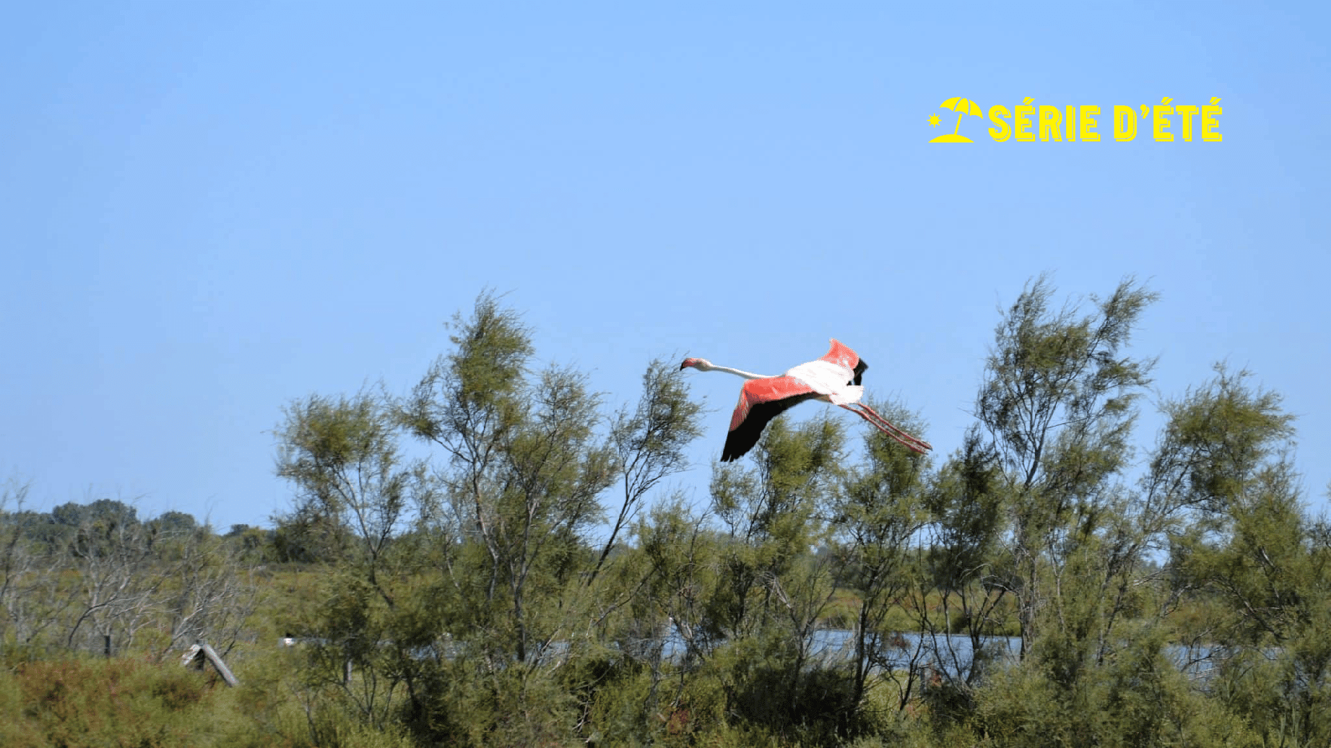 Flamant rose au parc ornithologique du Pont-de-Gau en Camargue. (Photo : PID)