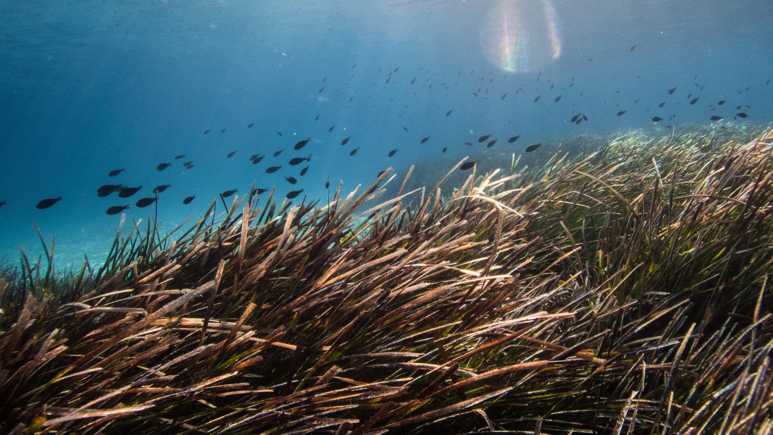 Herbiers de posidonie. Photo d