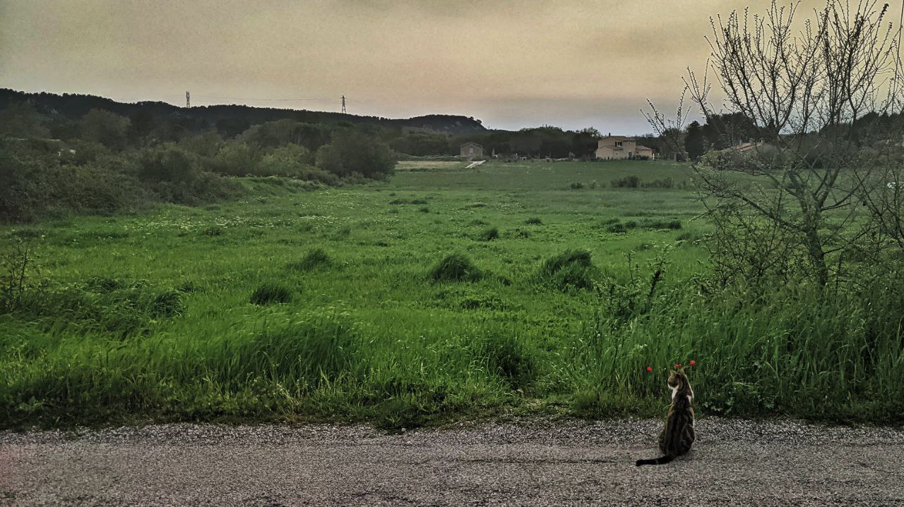 Les prairies du Safre à Simiane, avec au loin la maison de Rabah Hasni. (Photo : Sophie Bourlet)
