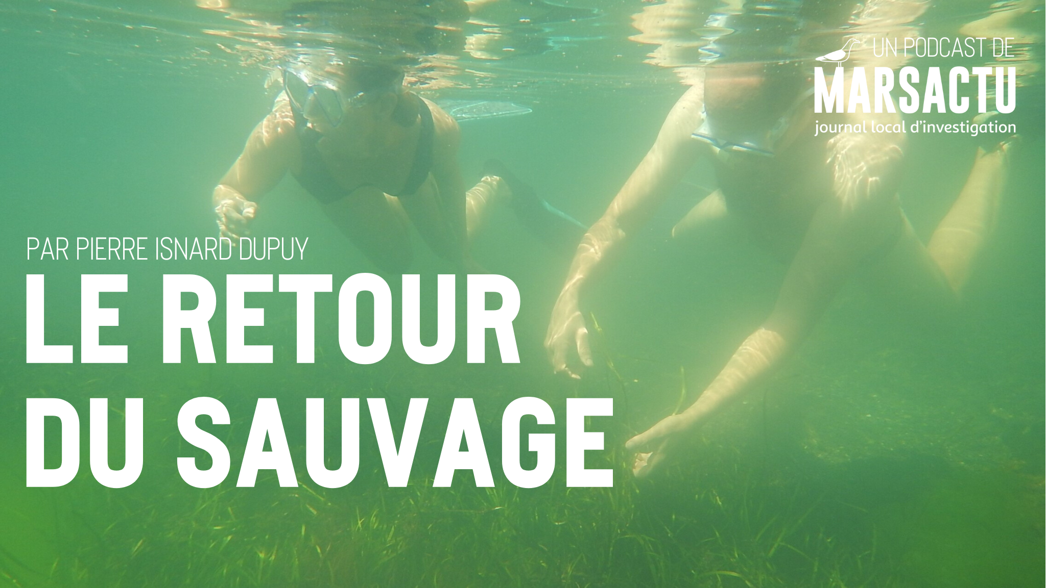 [Le retour du sauvage] Semer des zostères dans l’étang de Berre