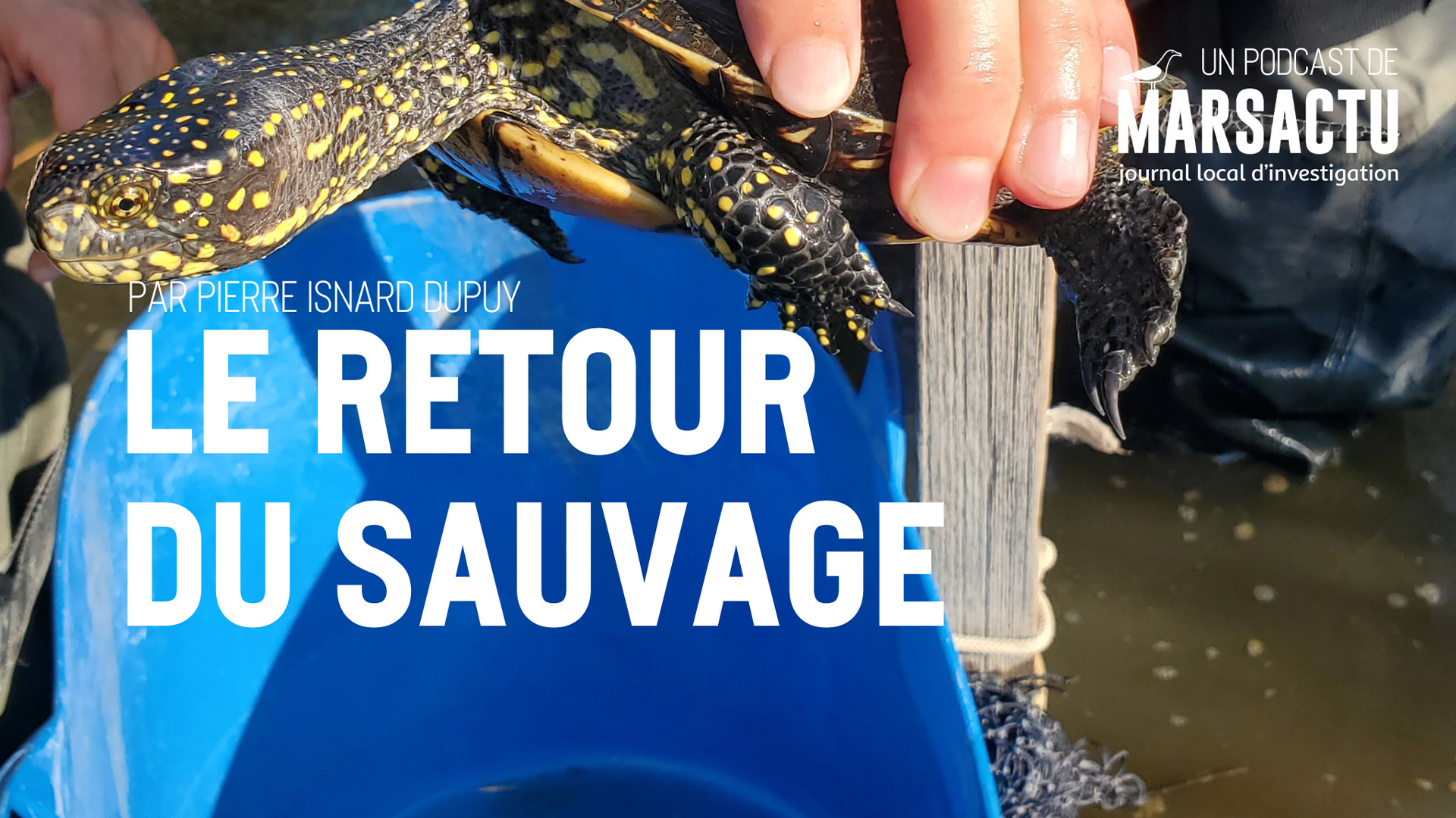 [Le retour du sauvage] En Camargue, des tortues cistudes « sentinelles de l