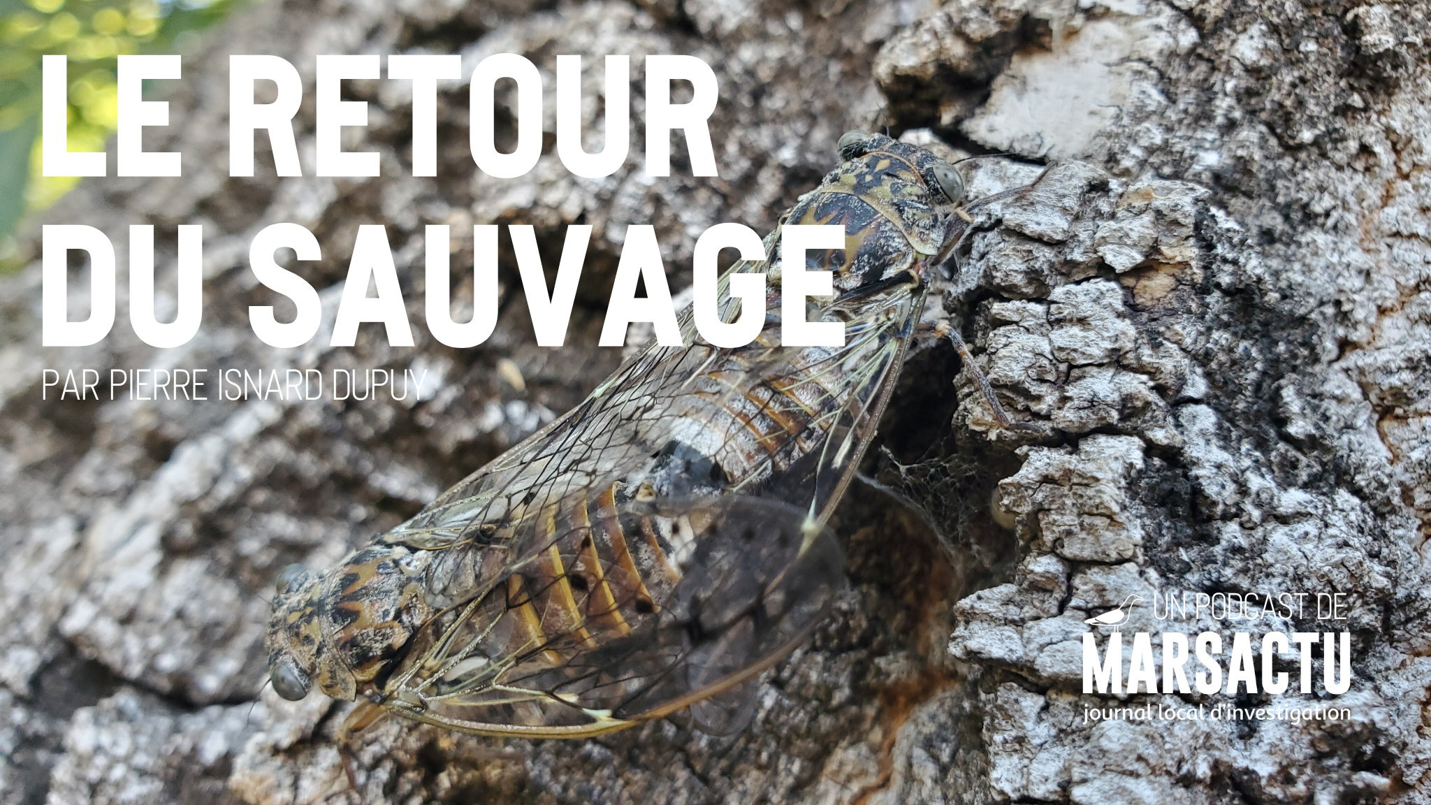 [Le retour du sauvage] Prendre soin des “réservoirs de biodiversité” marseillais