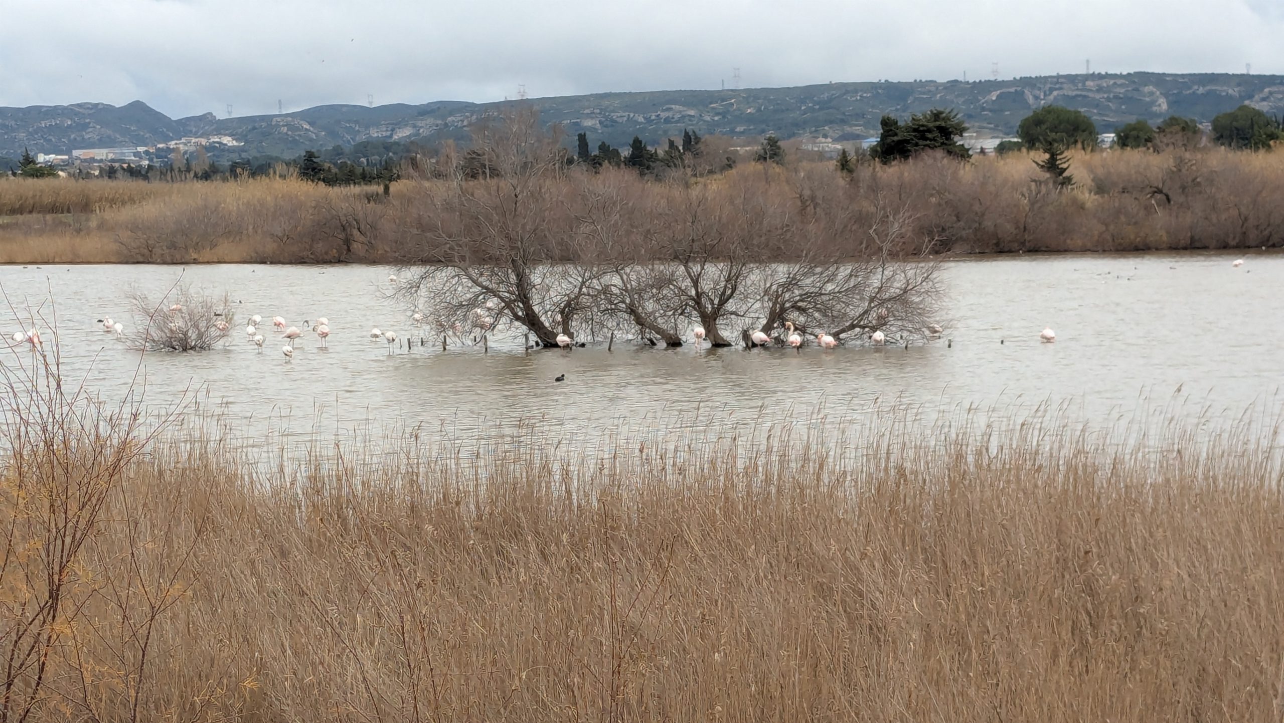 Des colonies de flamants roses, visibles depuis l