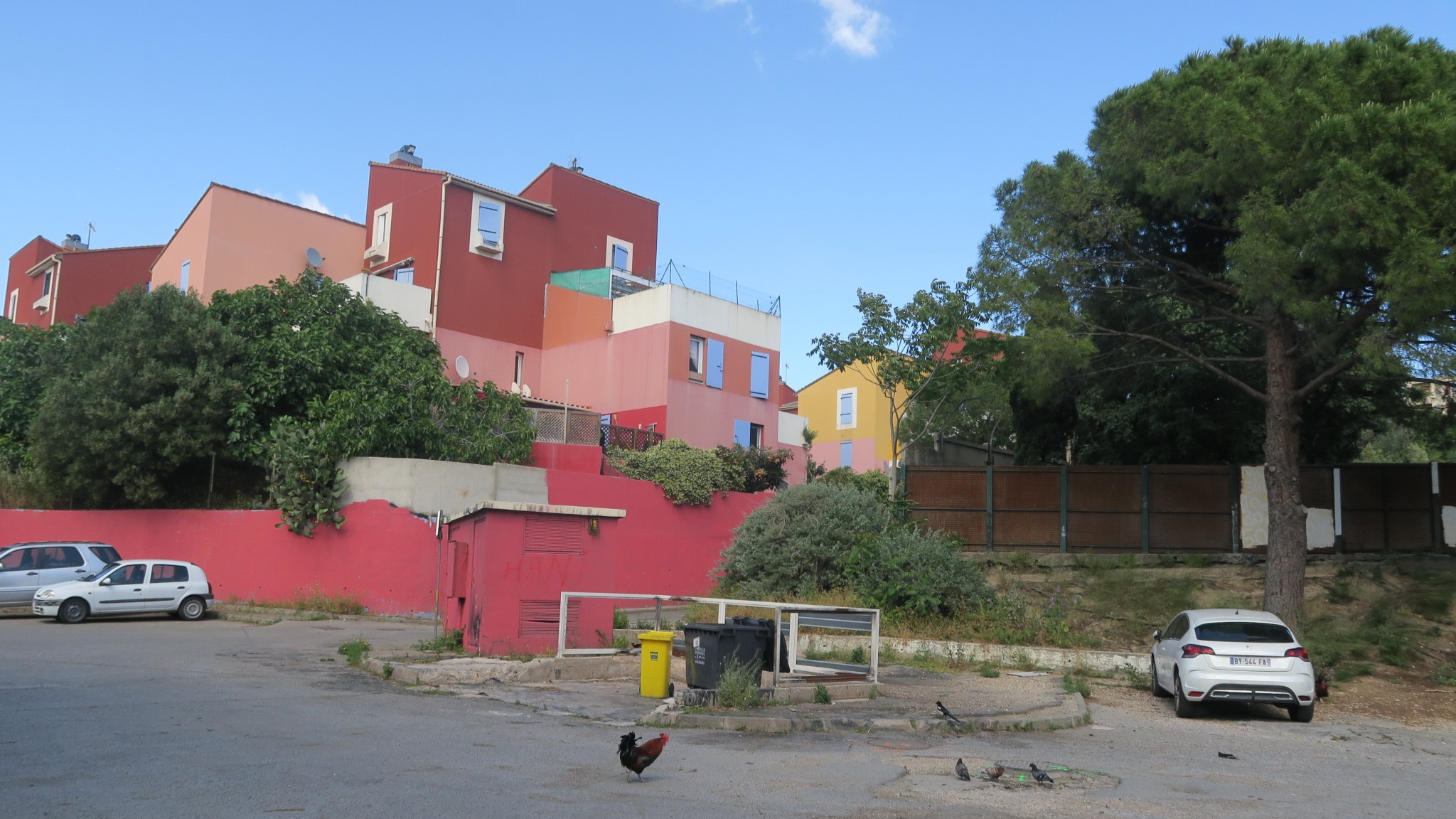 Les coqs se baladent en liberté dans la cité. (Photo : B.G.)