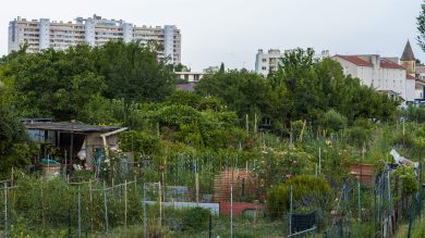 Les jardins ouvriers Coder, à la Pomme, à Marseille. (Photo Emilio Guzman)