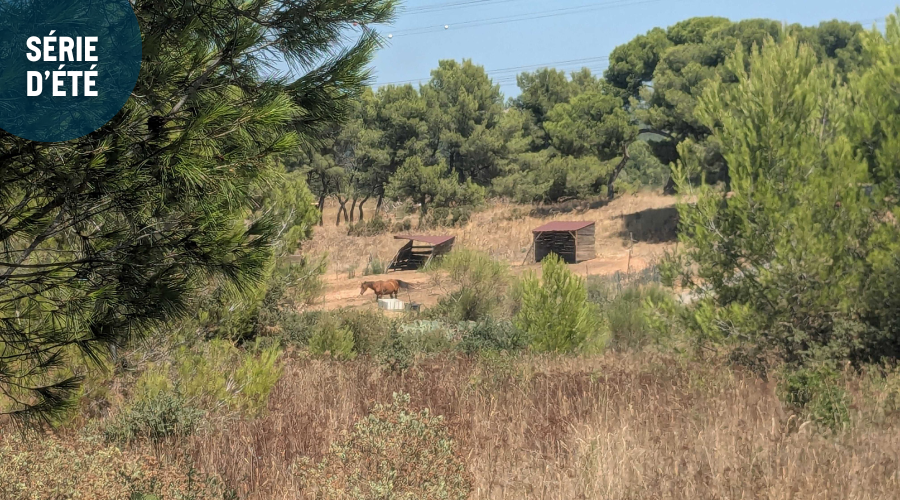Sur le tracé de la liaison autoroutière Fos-Martigues. (Photo : VA)