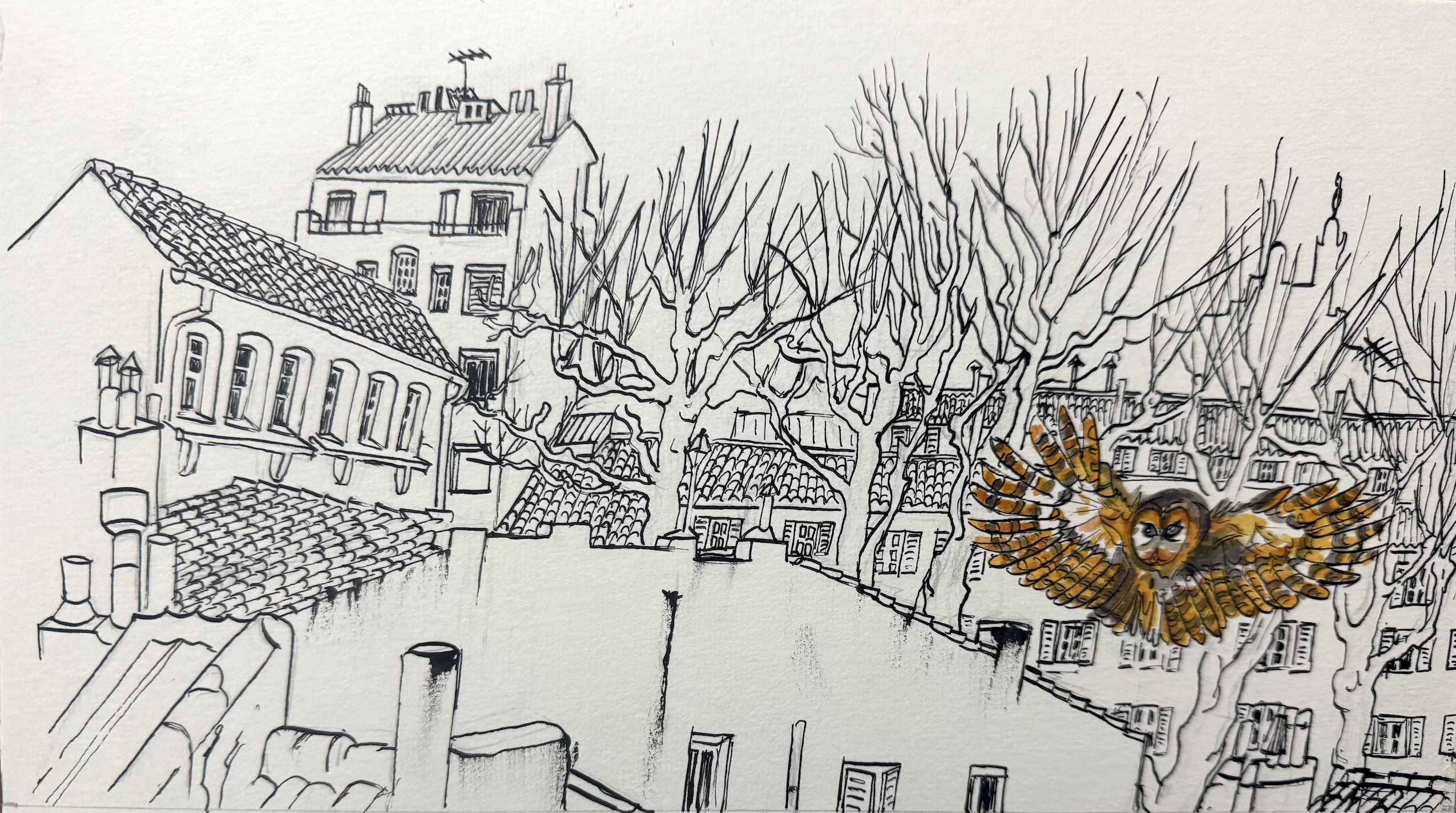 La hulotte en ville. (Dessin : Malika Moine)