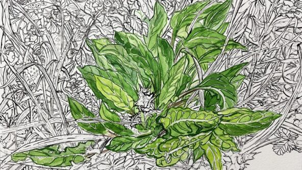 [En quête de sauvage] La bette (sauvage)