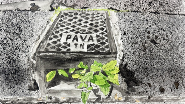 [En quête de sauvage] Les résistantes des interstices