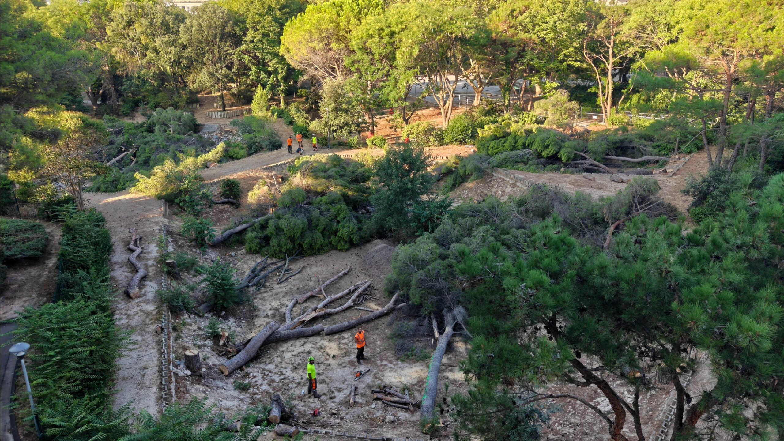 Vue des arbres après l